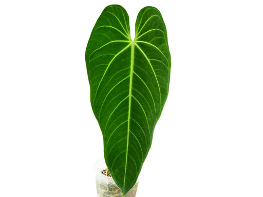 anthurium queen care Anthurium Ecuagenera Queen — Ecuagenera Orquídeas del Ecuador