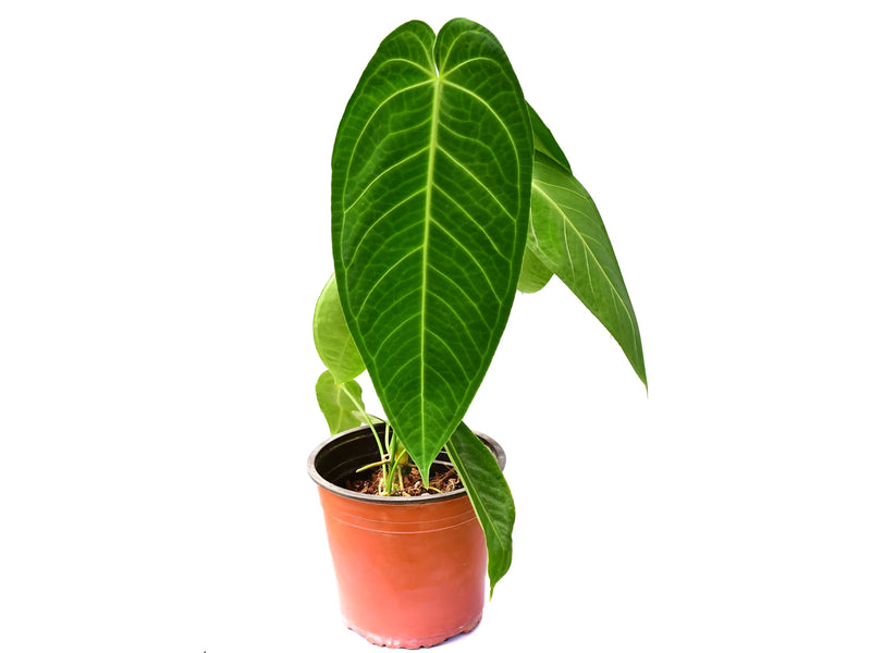 anthurium ochreatum Anthurium Ecuagenera Queen