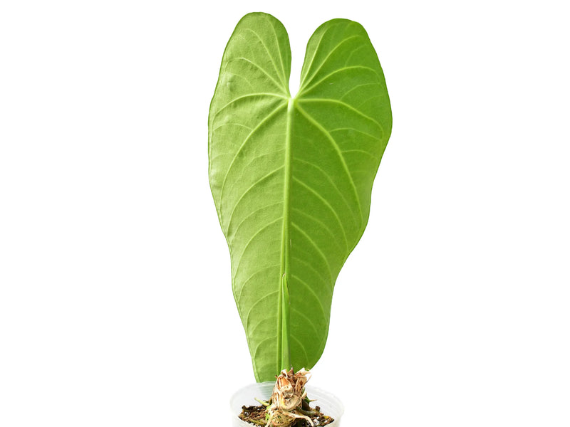 oaxaca anthurium Anthurium Ecuagenera Queen — Ecuagenera Orquídeas del Ecuador
