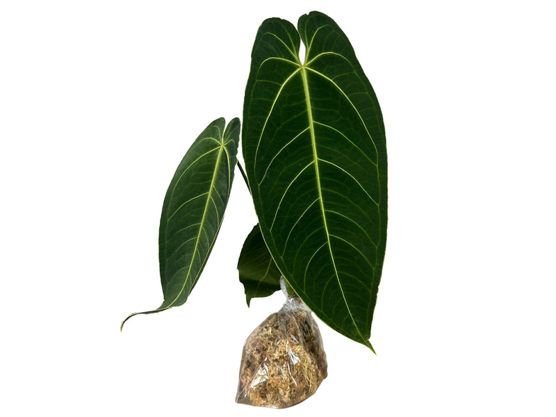 Anthurium Ecuagenera Queen