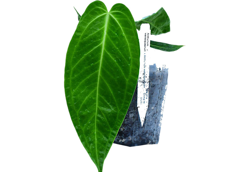 Anthurium Ecuagenera Queen (seedling)