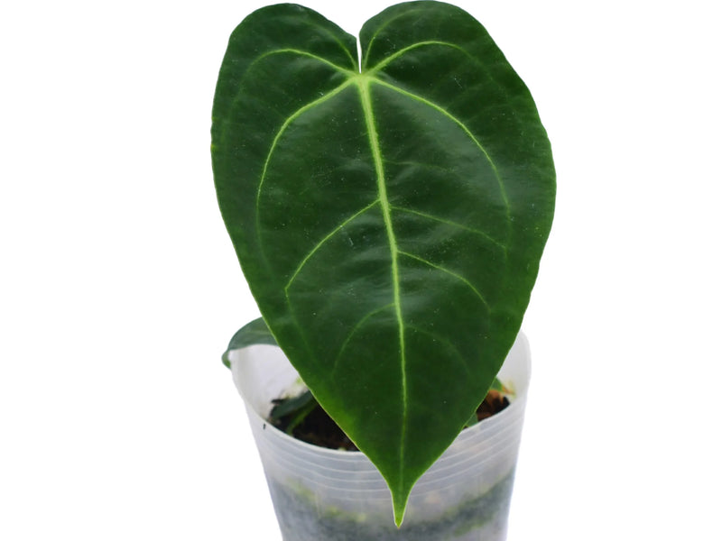 anthurium forgetii australia Anthurium The Forgotten Queen