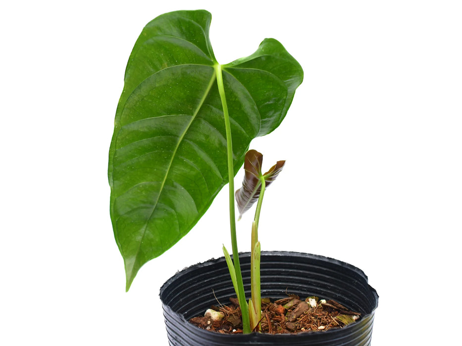 Anthurium Ecuagenera Ruffles