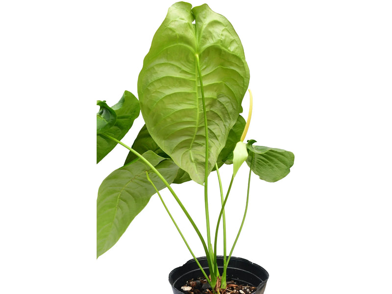 ecuagenera anthurium Anthurium Ecuagenera Waves — Ecuagenera Orquídeas del Ecuador