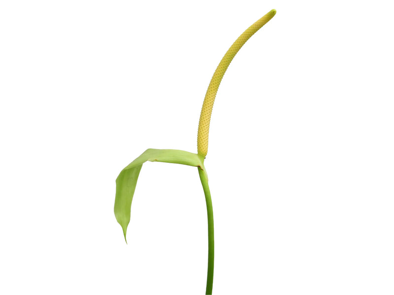 anthurium ecuagenera Anthurium Ecuagenera Waves — Ecuagenera Orquídeas del Ecuador