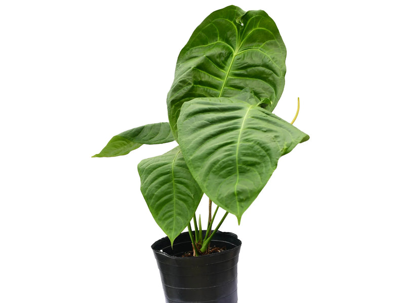 anthurium ecuagenera Anthurium Ecuagenera Waves
