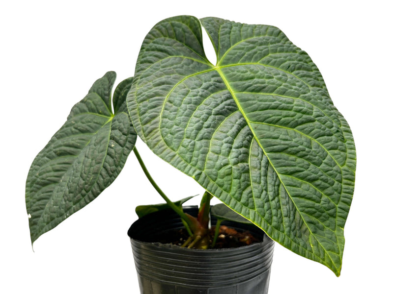 Anthurium Ecuagenera's King