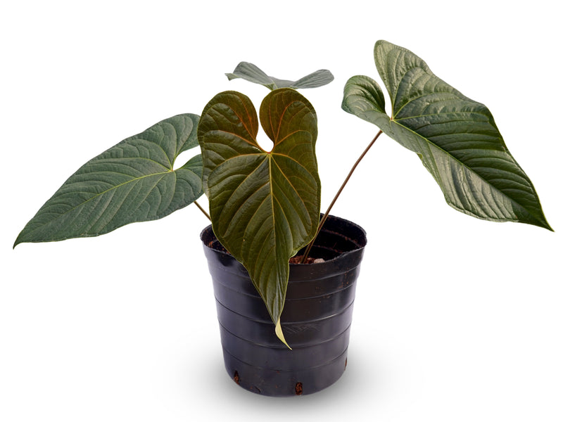 Anthurium El Condor