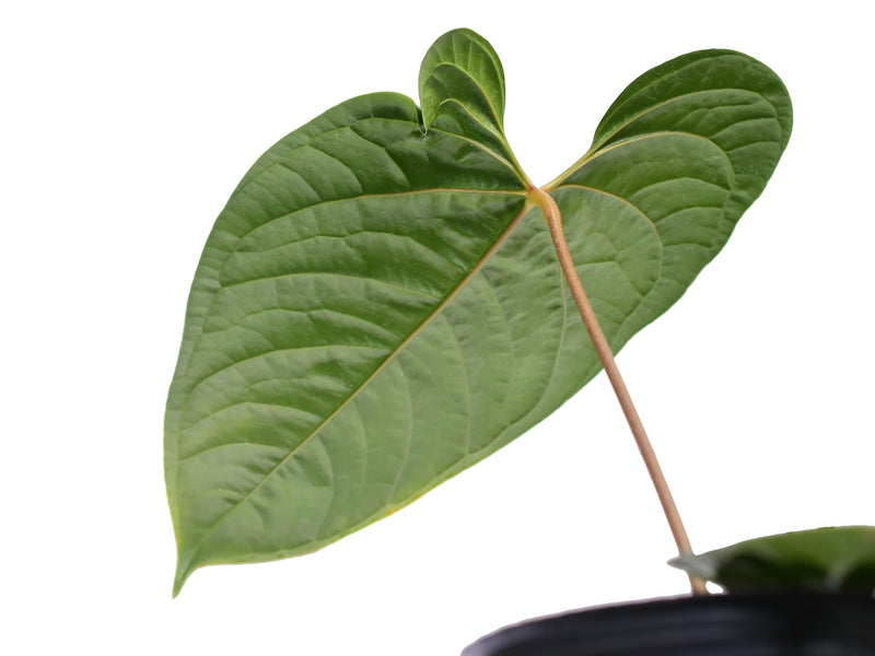 el anthurium Anthurium El Condor