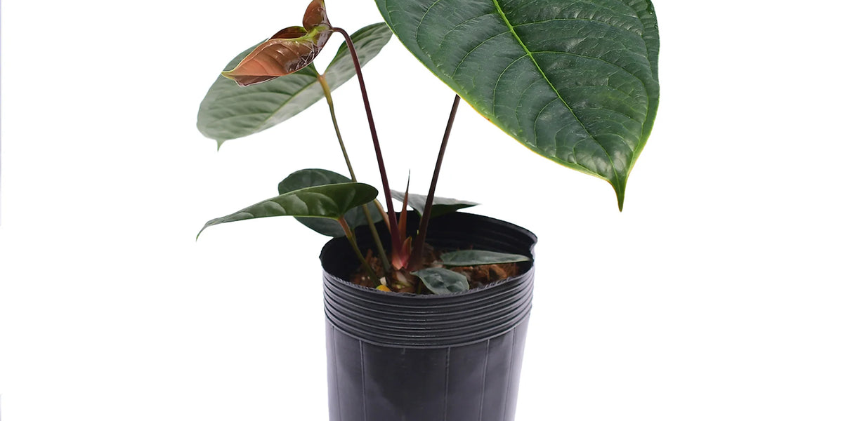 anthurium condor Anthurium El Condor