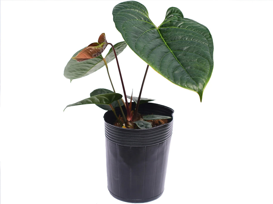 Anthurium El Condor