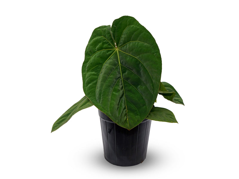 Anthurium Eliarmijos Inspirations