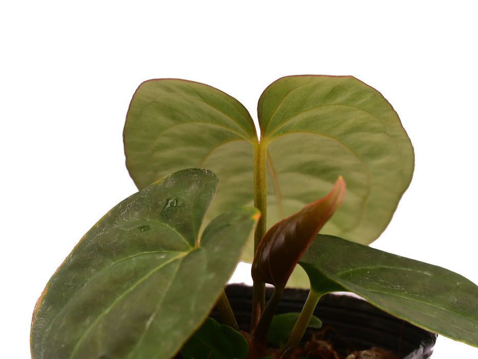 Anthurium Eliarmijos Inspirations