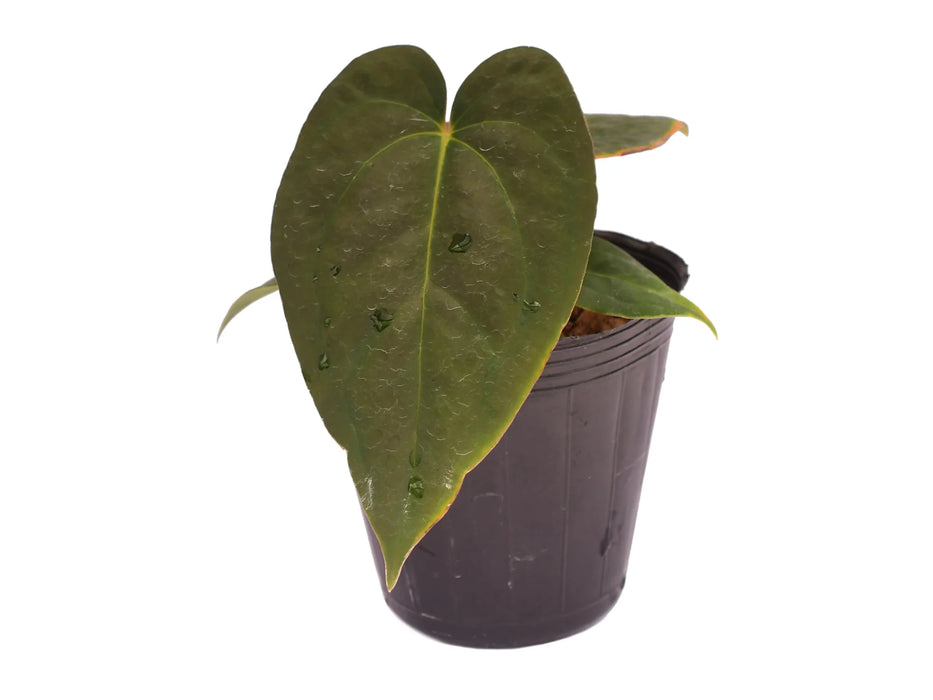 Anthurium Eliarmijos Inspirations