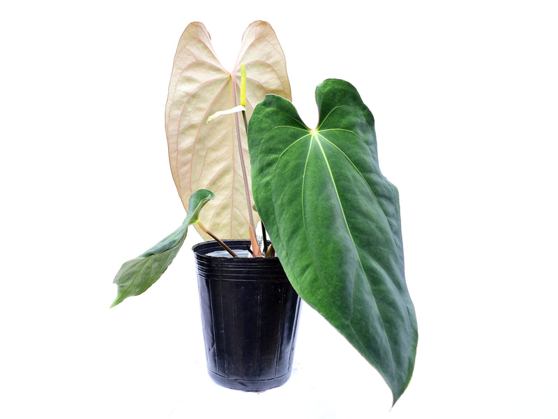 Anthurium Emerald Throne x Anthurium dressleri