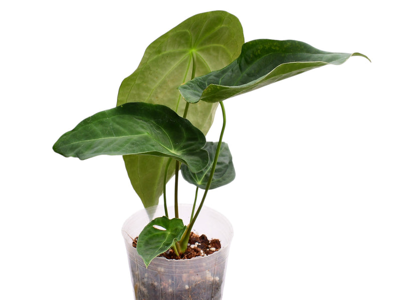 Anthurium Emerald Throne x Anthurium forgetii