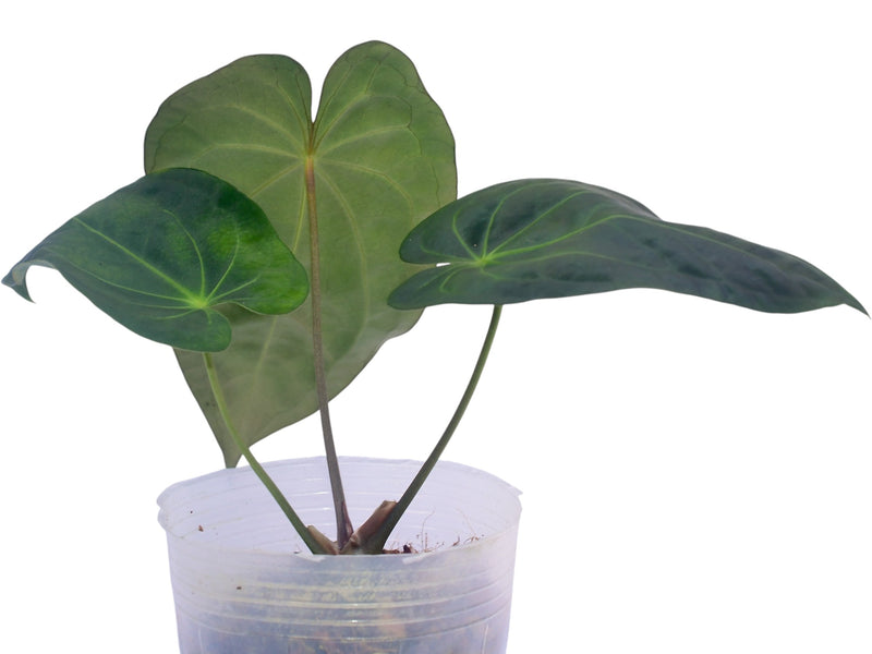 Anthurium Emerald Throne x Anthurium Betsy Paradise