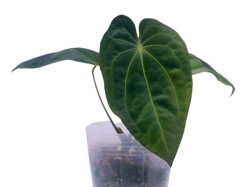 Anthurium Emerald Throne x Anthurium Betsy Paradise