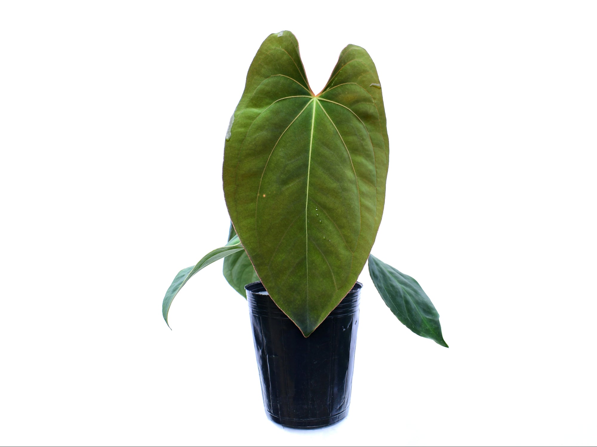 Anthurium Emerald Throne x Anthurium dressleri