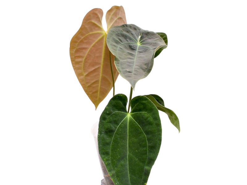 Anthurium Emerald Throne x Anthurium forgetii