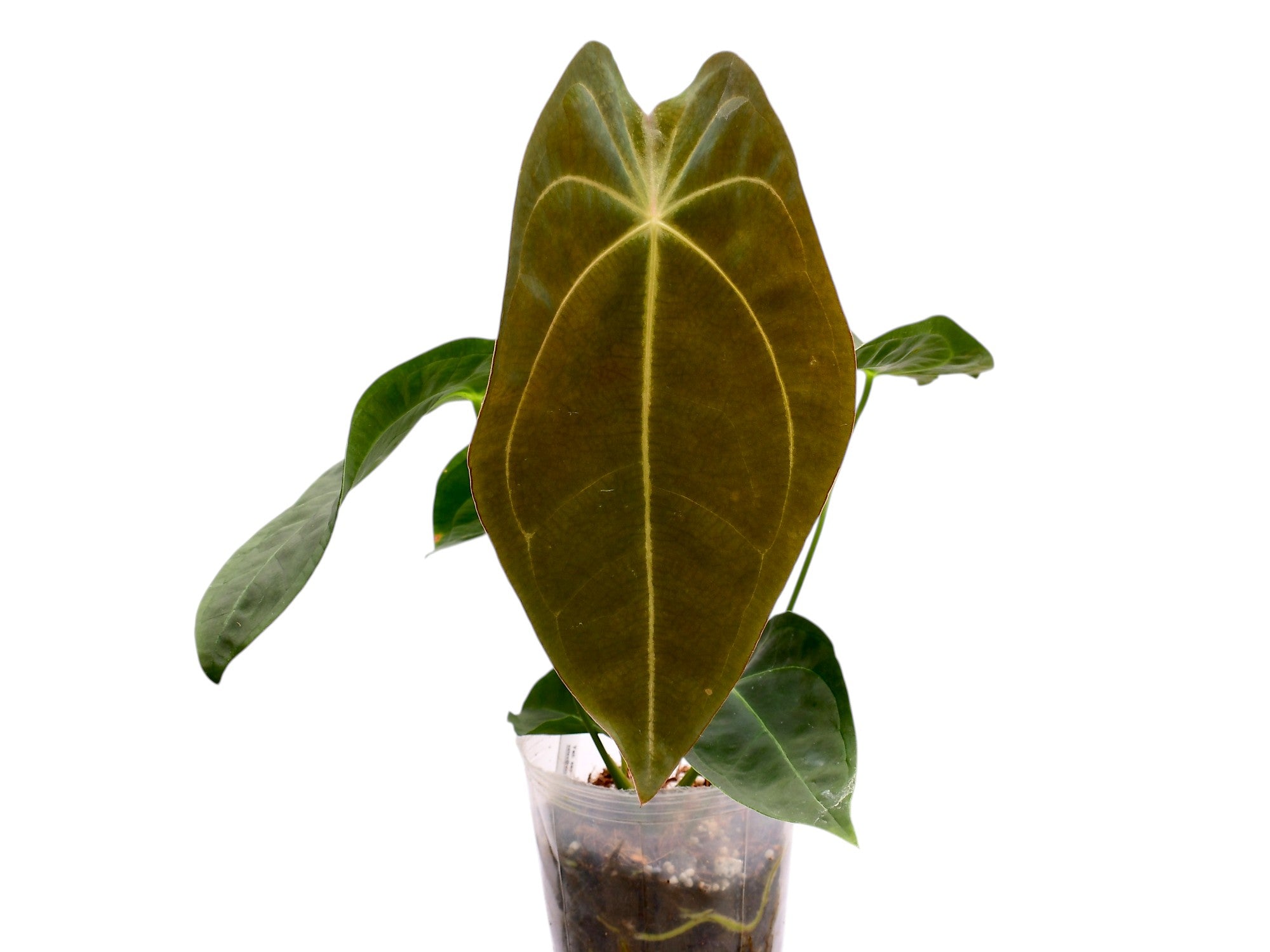 Anthurium Emerald Throne x Anthurium forgetii