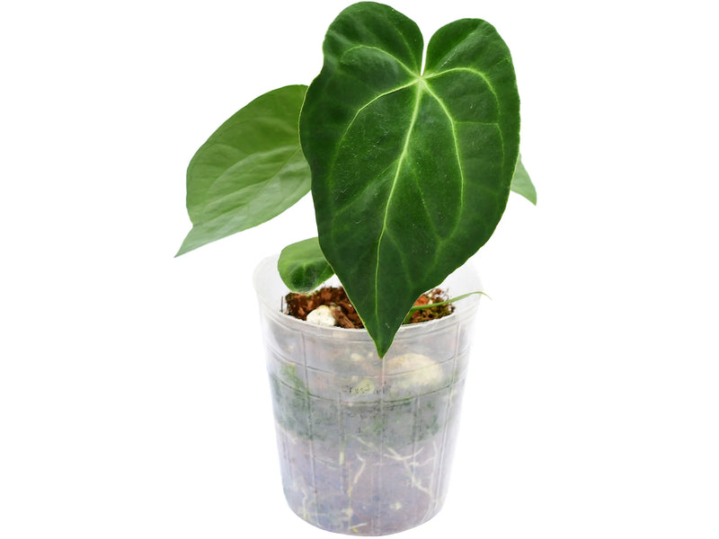 anthurium esmeralda Anthurium Esmeralda Gem — Ecuagenera Orquídeas del Ecuador