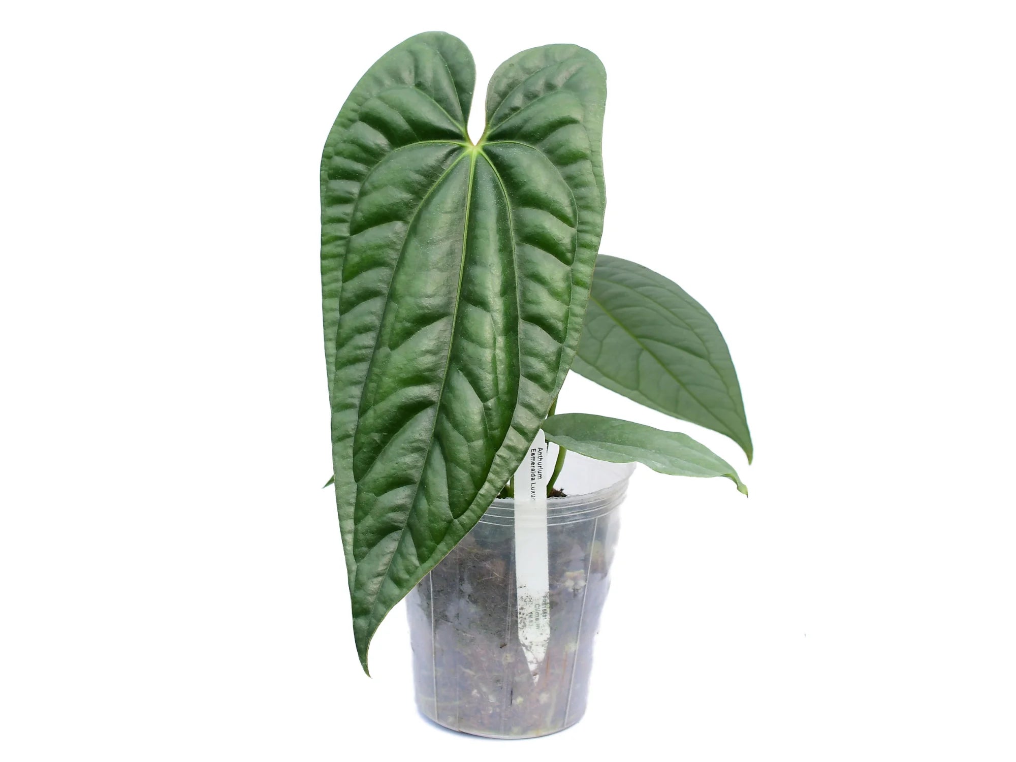 Anthurium Esmeralda Luxury — Ecuagenera Orquídeas del Ecuador