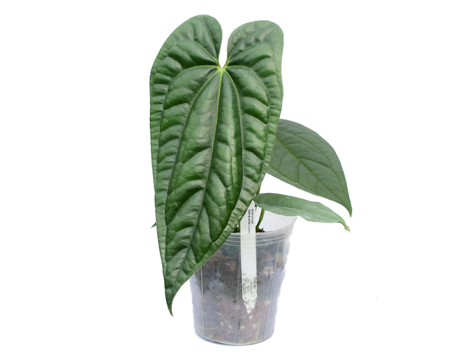 Anthurium Esmeralda Luxury