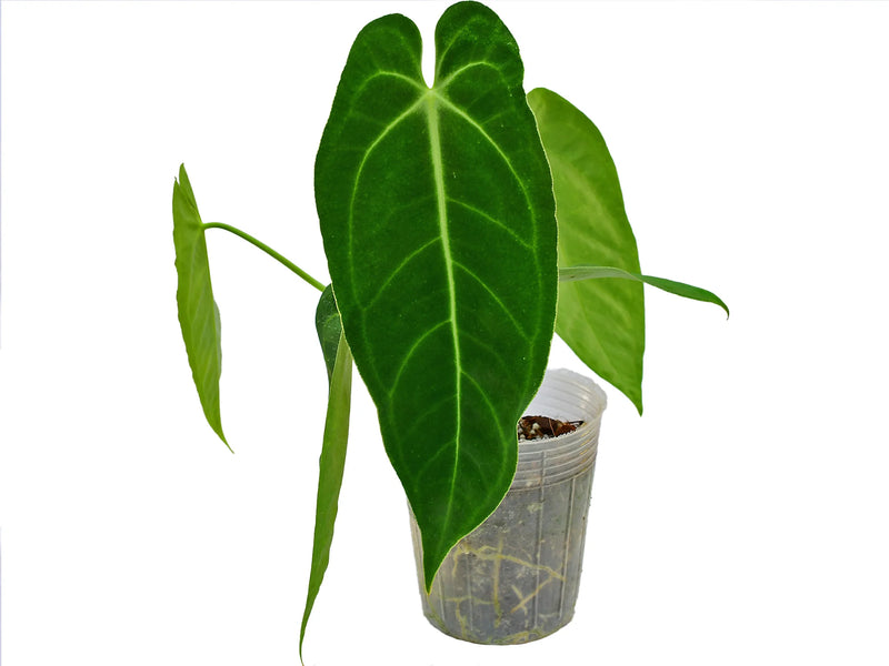 anthurium esmeralda Anthurium Esmeralda Princes