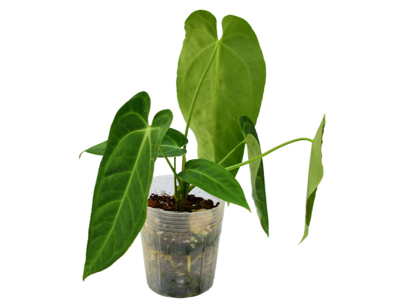 Anthurium Esmeralda Princes