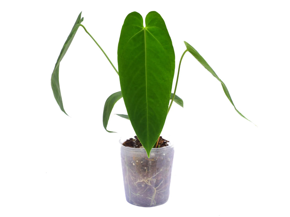 Anthurium Esmeralda Queen