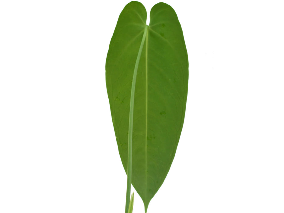 Anthurium Esmeralda Queen