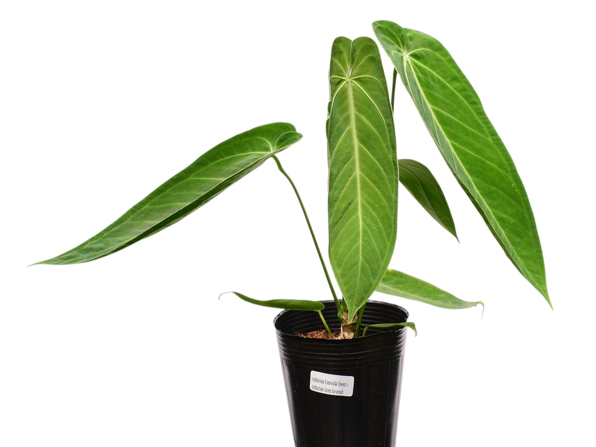 Anthurium Esmeralda Queen x Anthurium Green Savannah