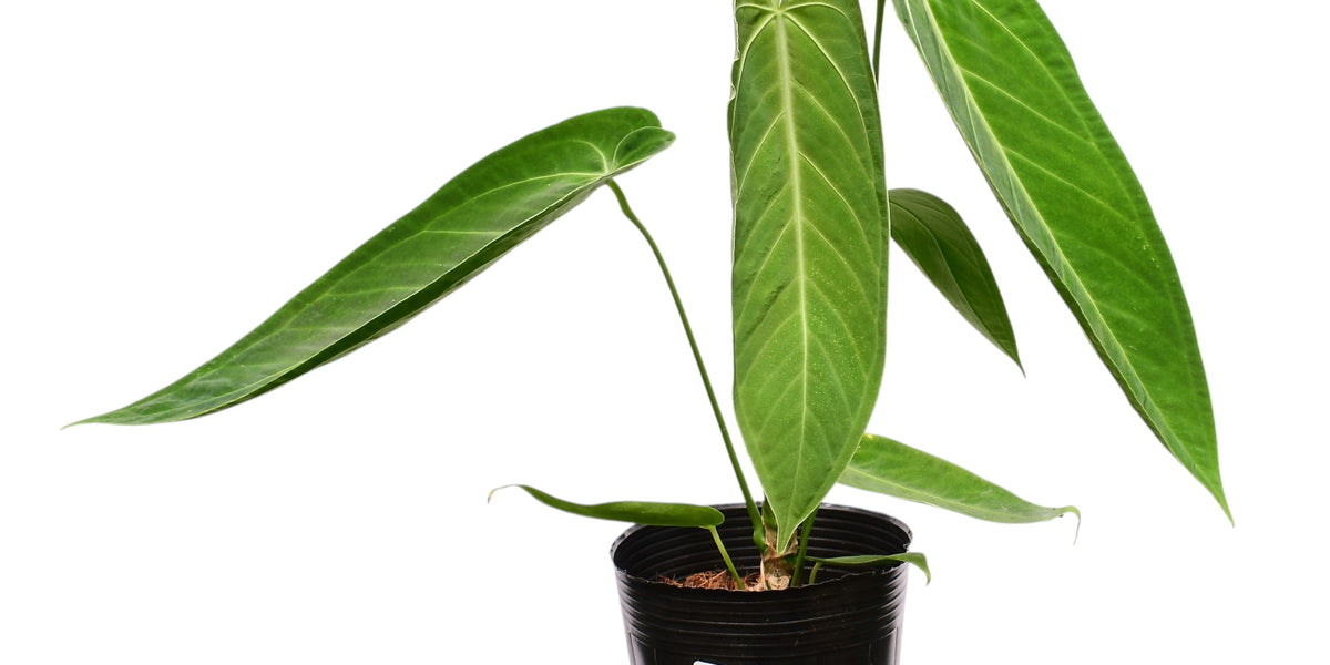 Anthurium Esmeralda Queen x Green Savannah – Warm Hybrid Anthurium