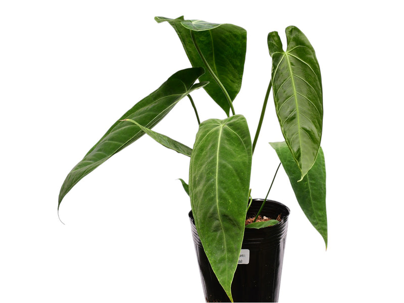 Anthurium Esmeralda Queen x Anthurium Green Savannah