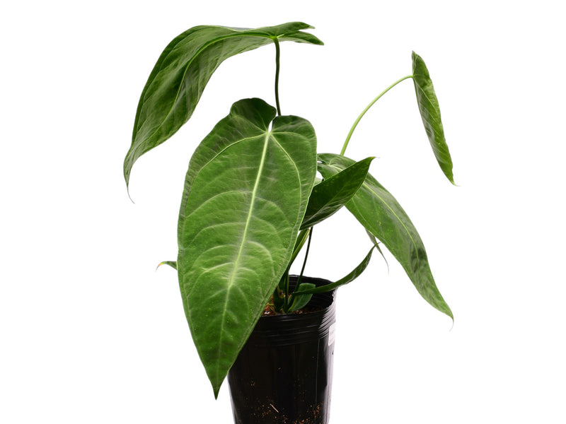 Anthurium Esmeralda Queen x Anthurium Green Savannah