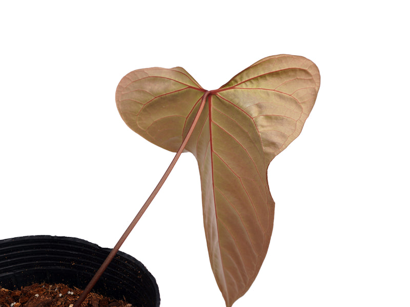 Anthurium Espiritu de Montana