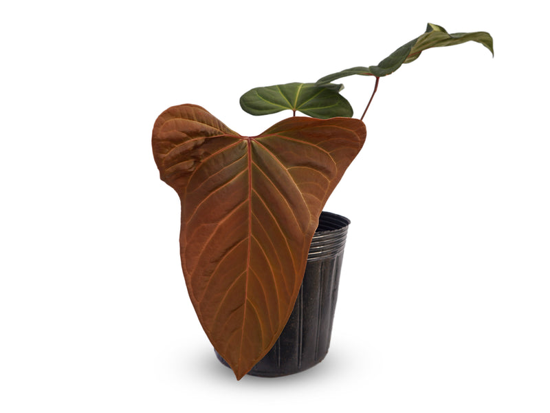 Anthurium Espiritu de Montana