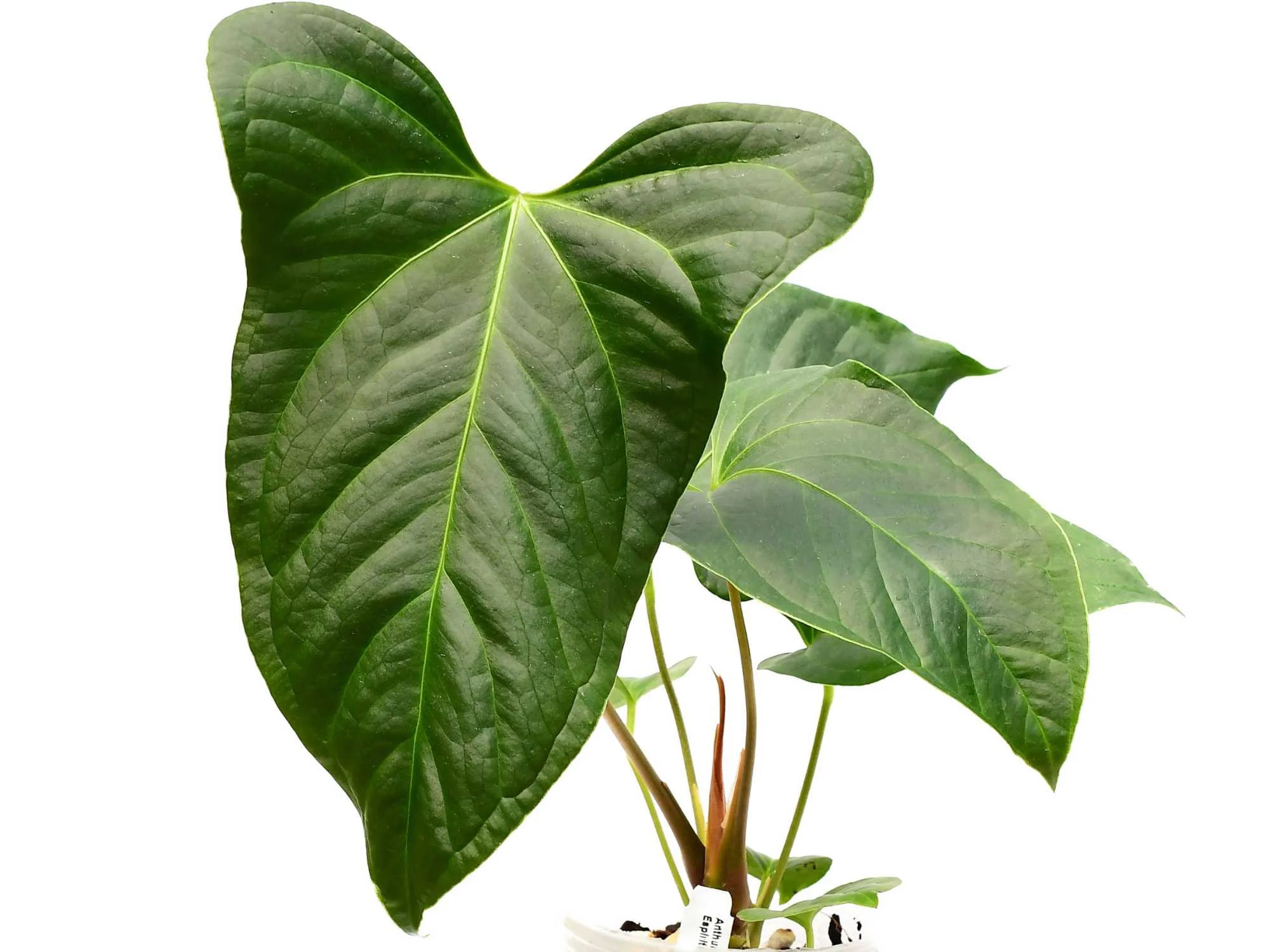 anthurium montana Anthurium Espiritu de Montana