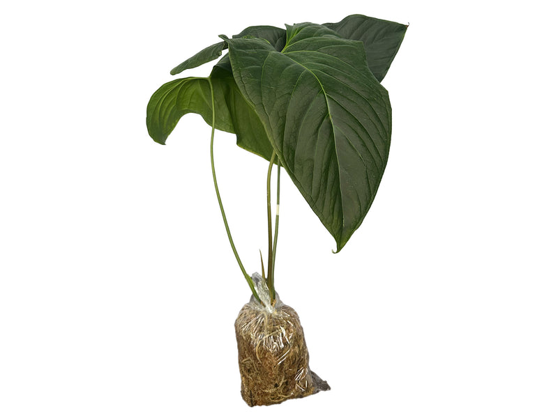 anthurium montanum Anthurium Espiritu de Montana