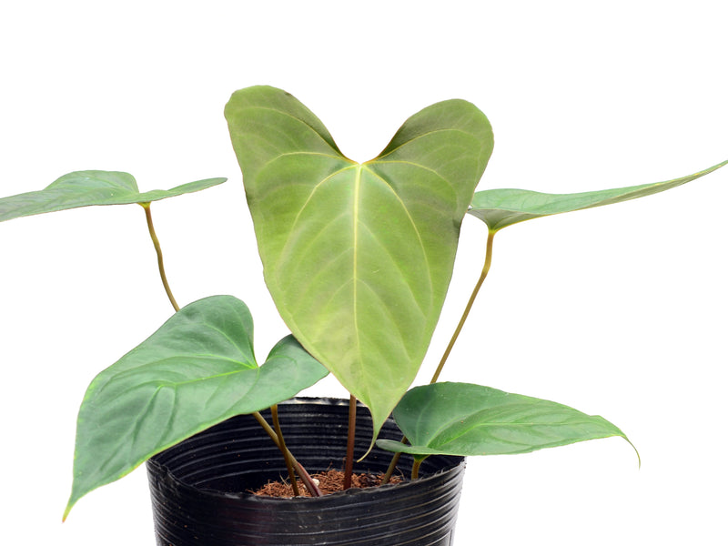 Anthurium Espiritu de Montana x Anthurium papillilaminum