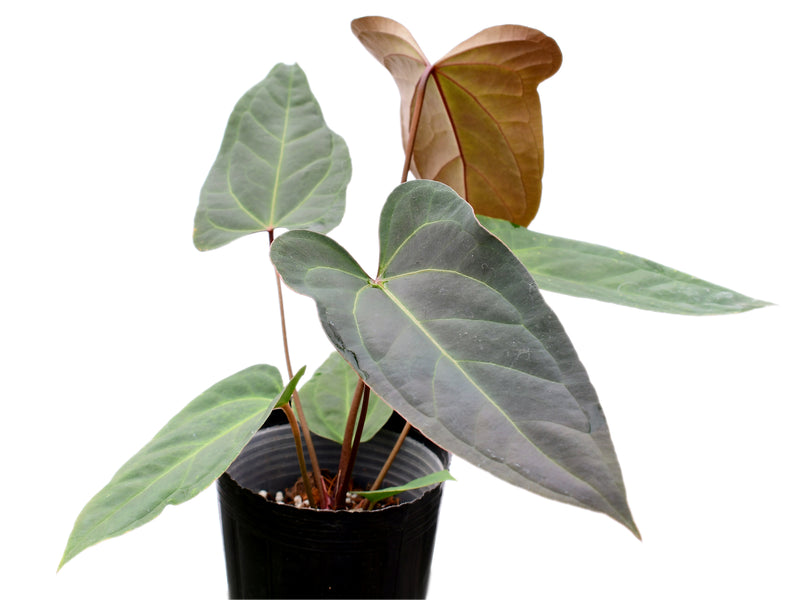 Anthurium Espiritu de Montana x Anthurium Amazon Fox