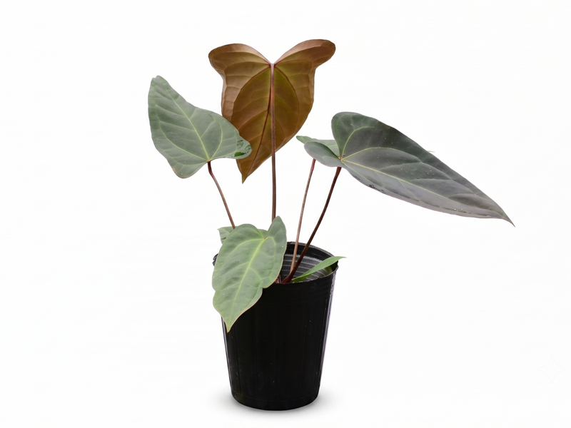 Anthurium Espiritu de Montana x Anthurium Amazon Fox