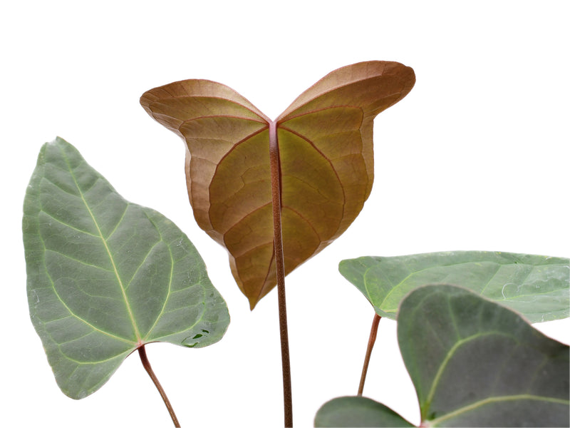 Anthurium Espiritu de Montana x Anthurium Amazon Fox