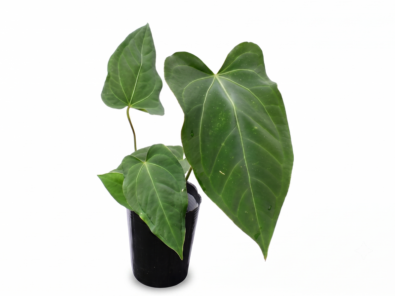 Anthurium Espiritu de Montana x Anthurium Amazon Fox