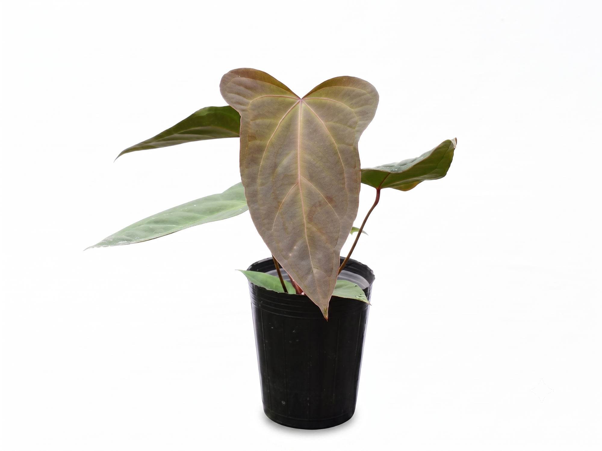 Anthurium Espiritu de Montana x Anthurium Amazon Fox