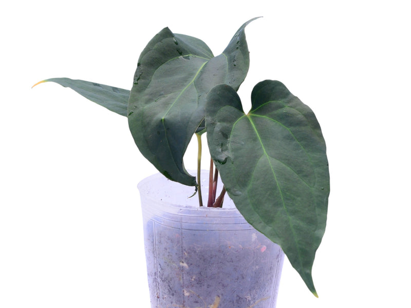 Anthurium Espiritu de Montaña x Anthurium Fantasy inverse crossing
