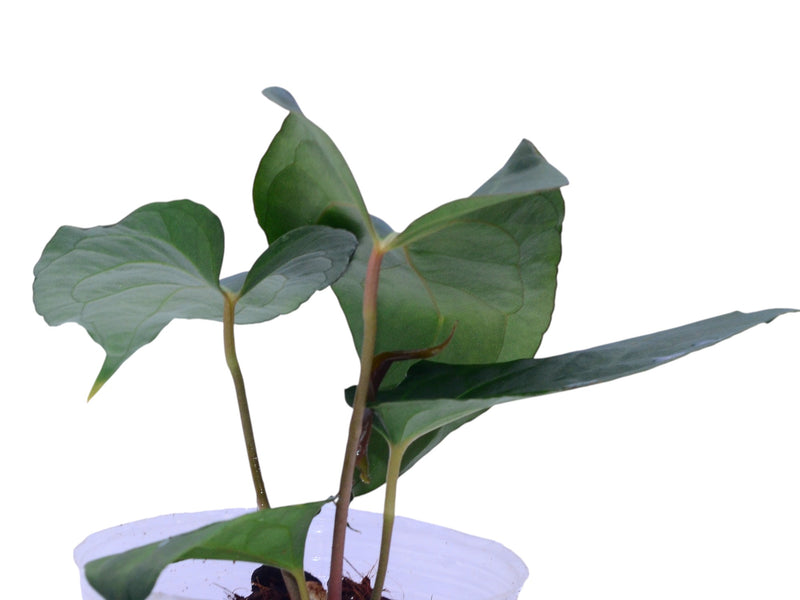 Anthurium Espiritu de Montaña x Anthurium Fantasy inverse crossing