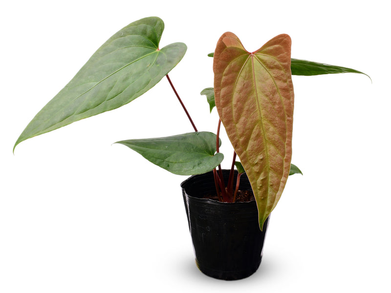 Anthurium Espiritu de Montana x Anthurium Jungle Dreams