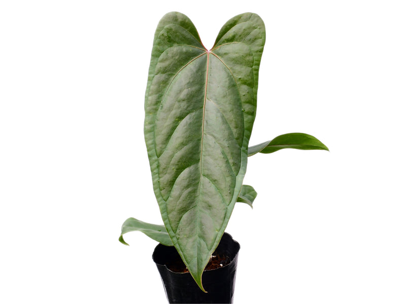 Anthurium Espiritu de Montana x Anthurium Jungle Dreams